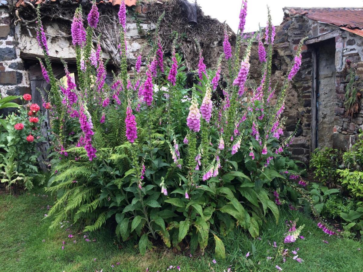 Frizenham Farmhouse Little Torrington Esterno foto